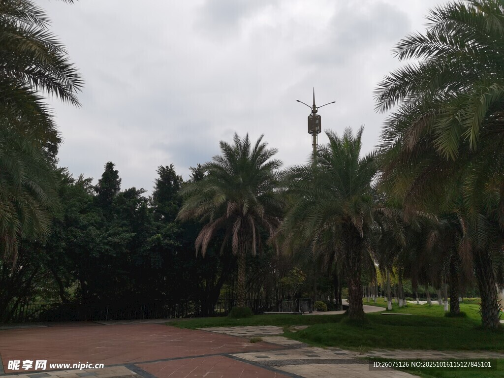 公园中的棕榈树景观