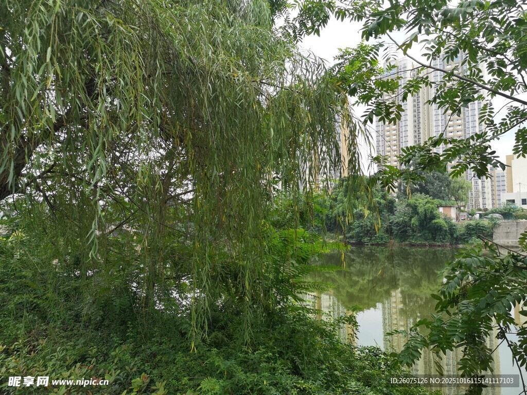 湖畔垂柳绿植景观