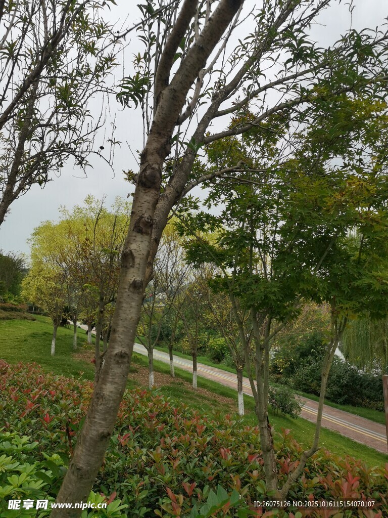 公园林荫小径绿植景观