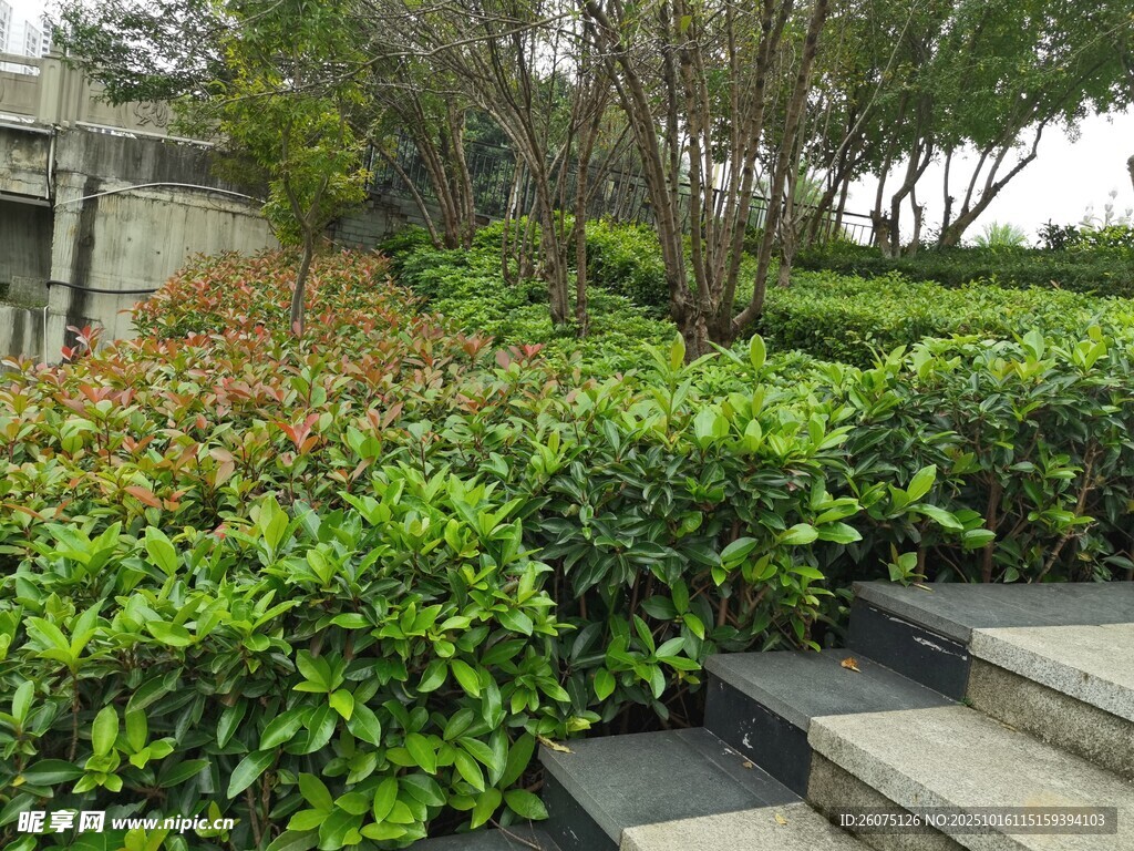 花园绿植与石阶景观