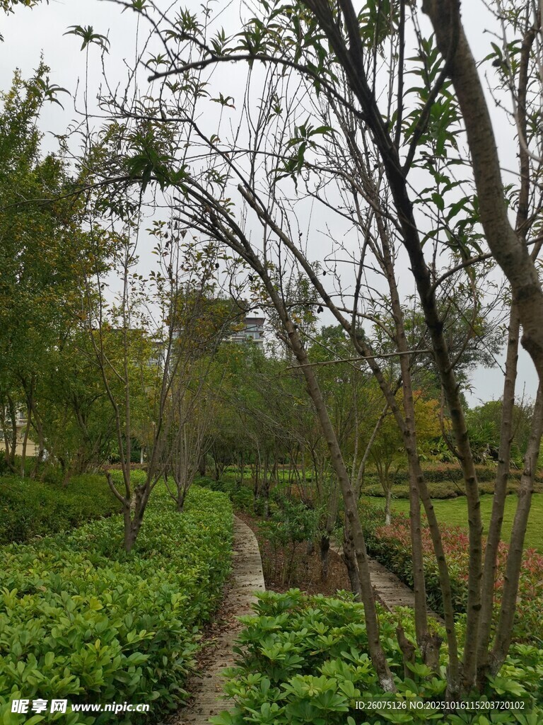绿意盎然的林间小道