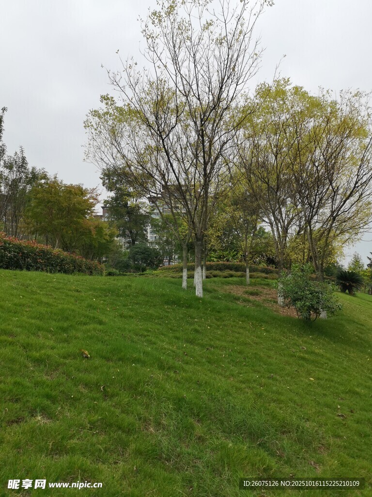 春日绿意盎然的户外景色