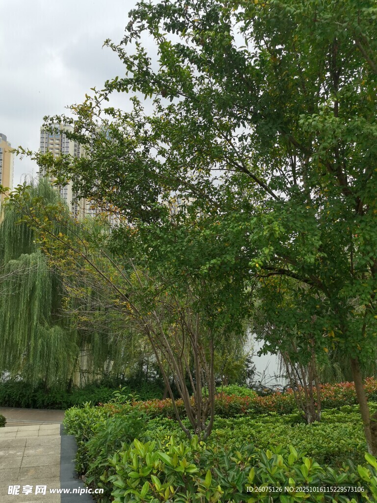 城市中葱郁的绿植景观