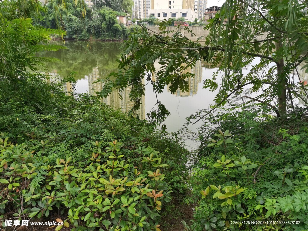 河畔绿植环绕的静谧景致