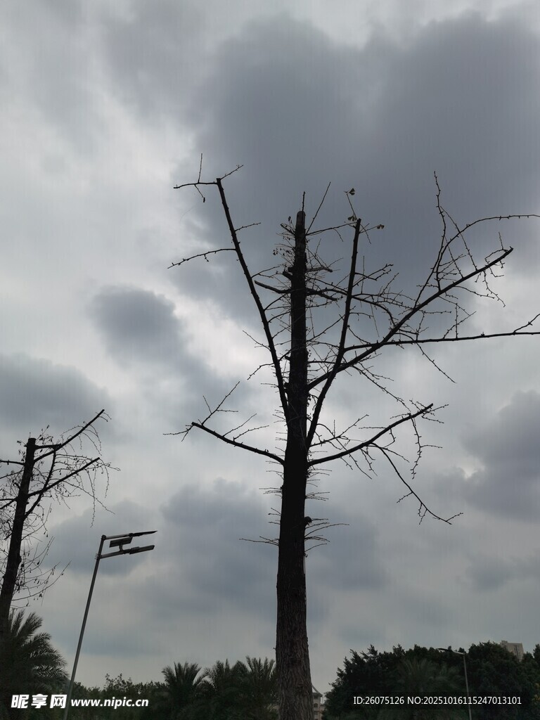 枯树立于阴云之下