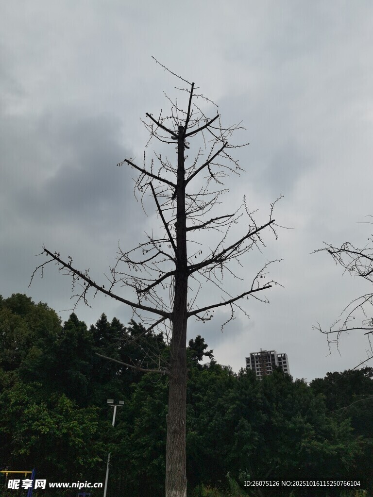 枯树立于山林阴云之下