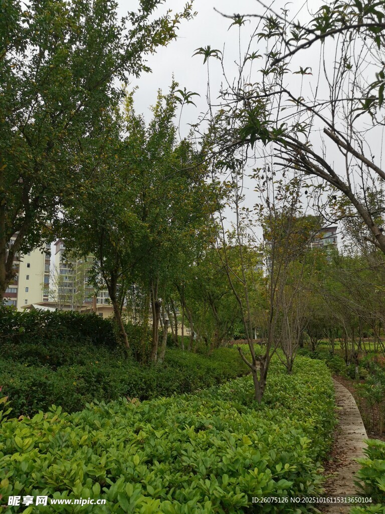 城市中的绿意盎然景观
