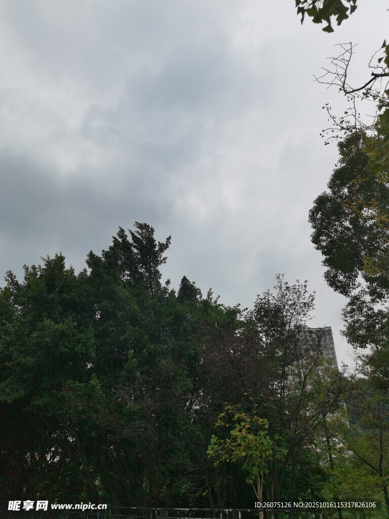 阴天中的茂密树林
