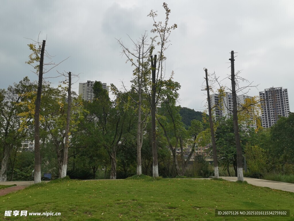 城市公园绿意景观
