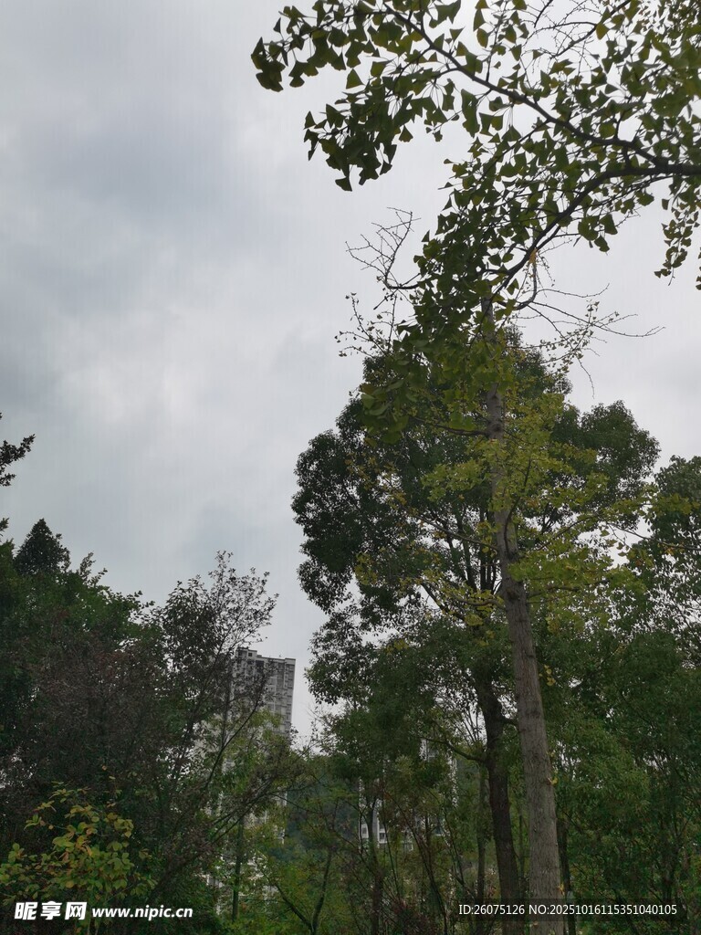 林间树木与天空景致