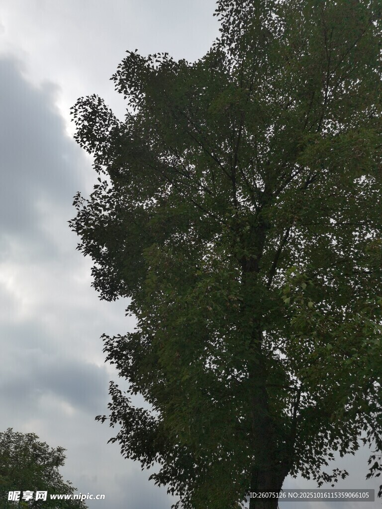 天空下的繁茂绿树