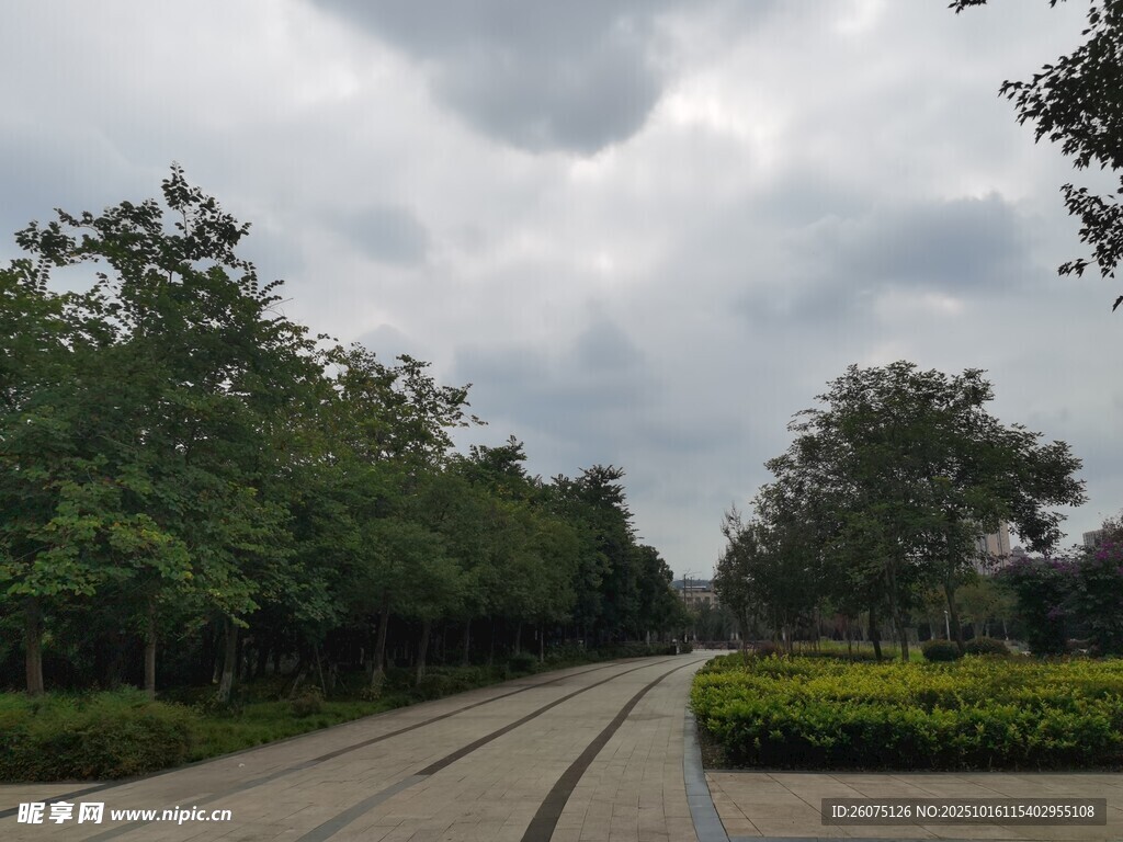 林荫道路天空阴沉景色