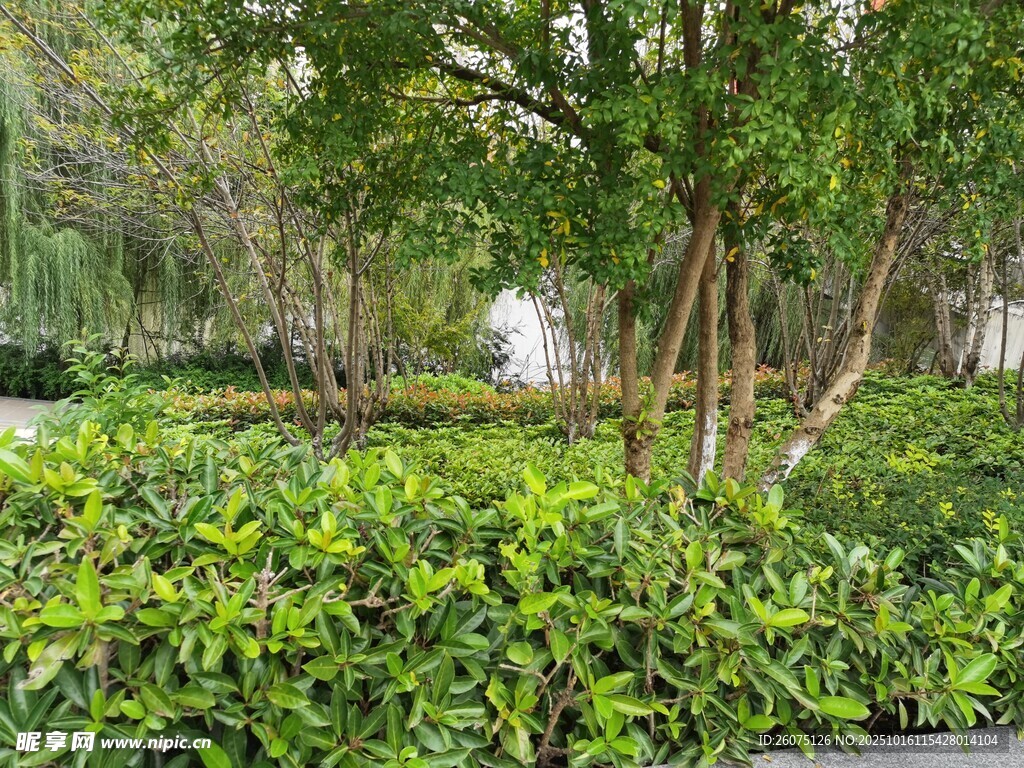 绿意盎然的园林植物景观
