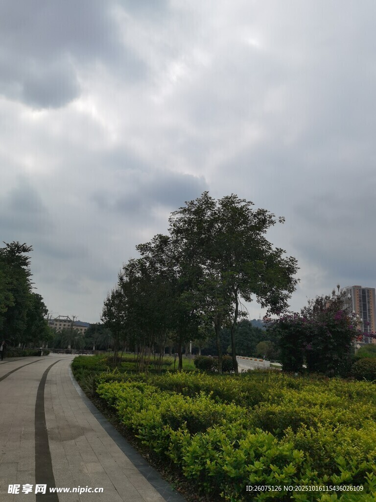 公园林荫道的静谧景致