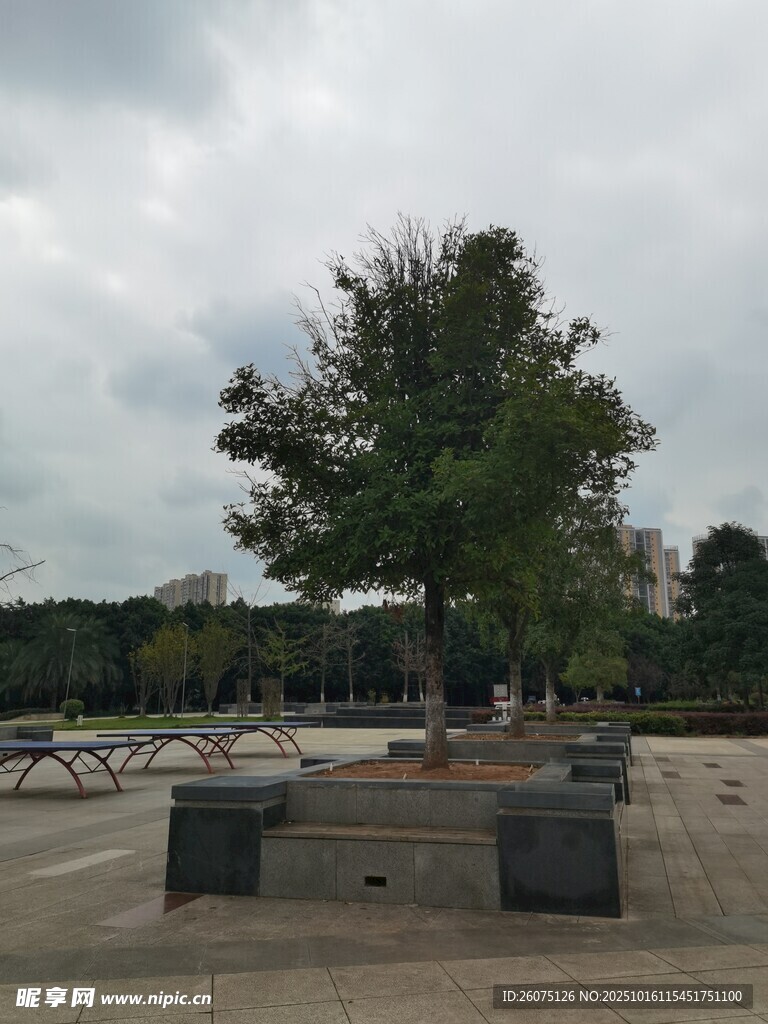 广场上的大树与石凳