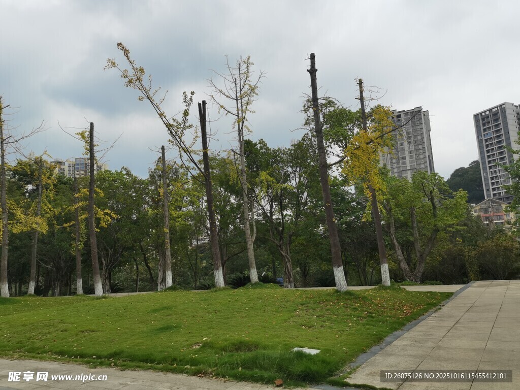 城市中修剪后的树木景观