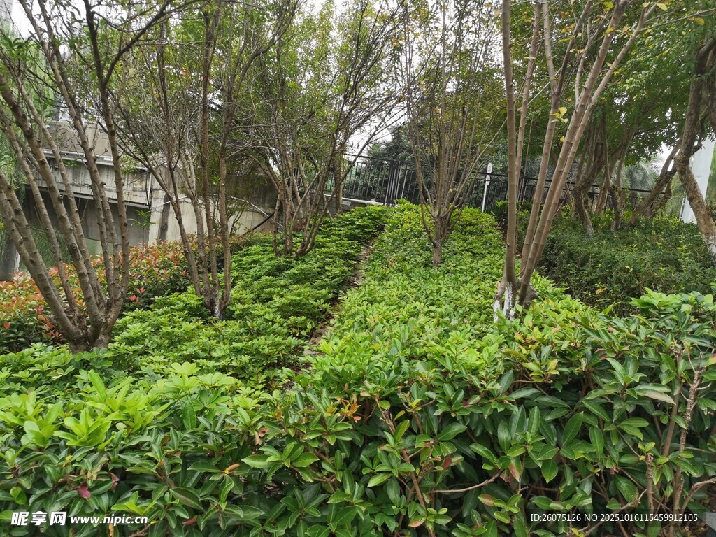 绿意盎然的园林灌木丛景