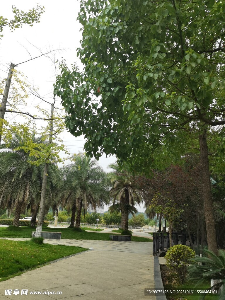 公园林荫小道绿意景致