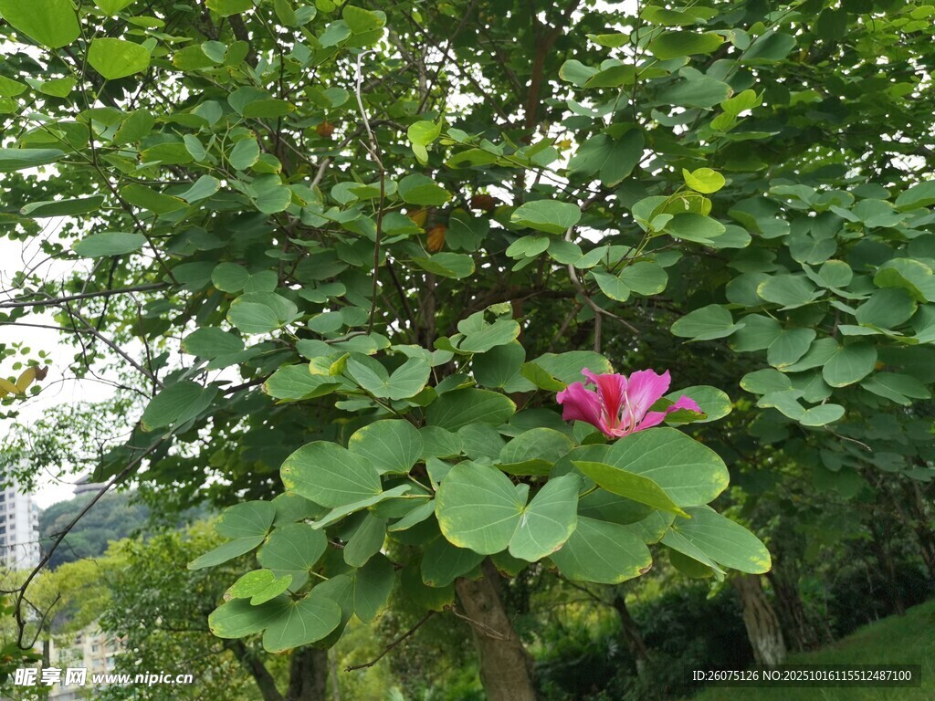 绿叶丛中一朵娇艳荷花