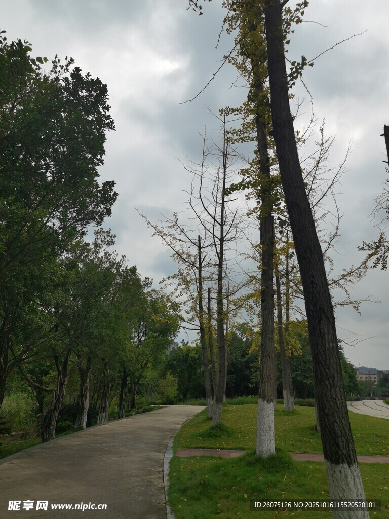 林间小路旁的挺拔树木
