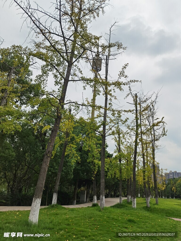 公园内葱郁树木与绿地