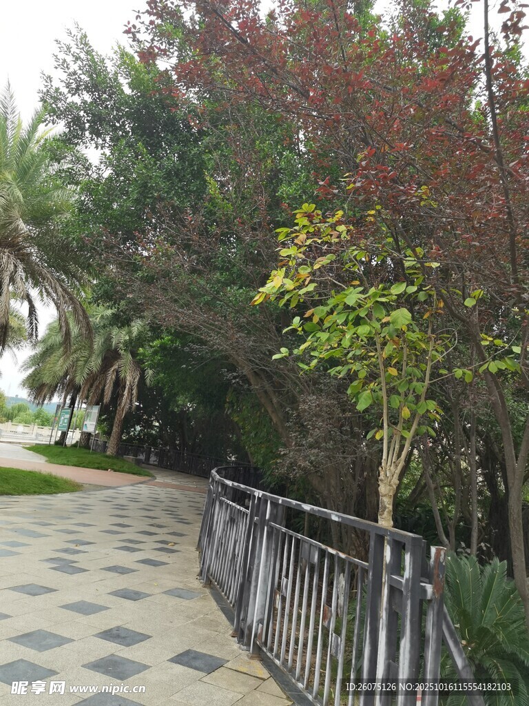 林间小道旁的绿植与护栏