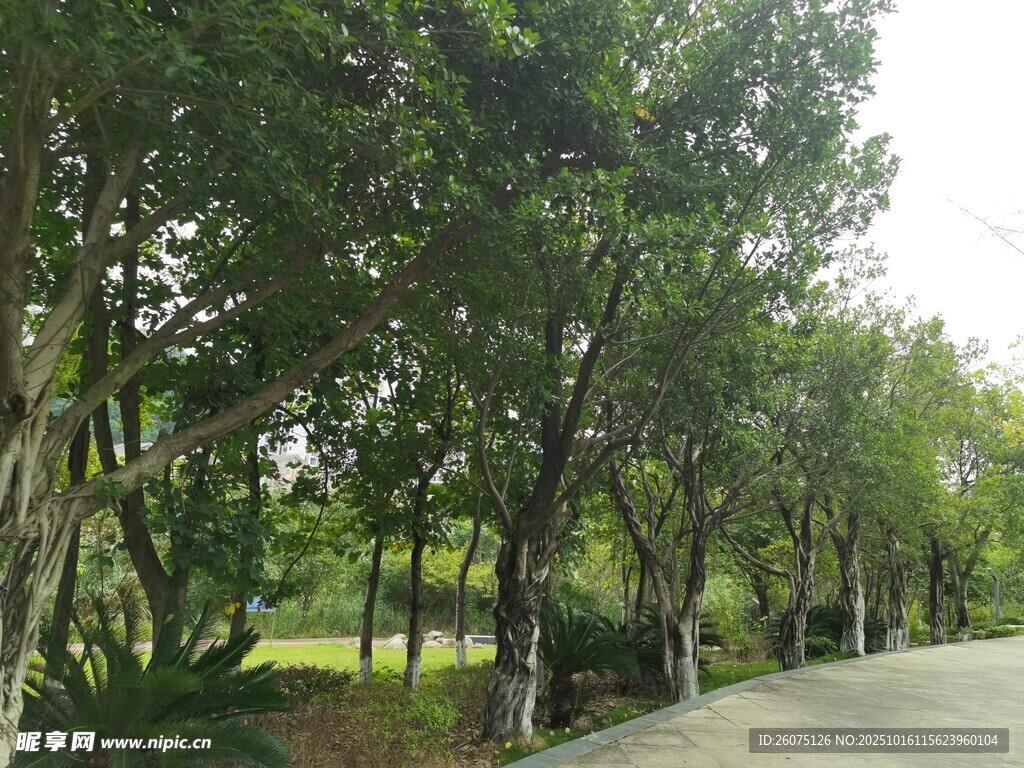 林荫小道静谧自然风景
