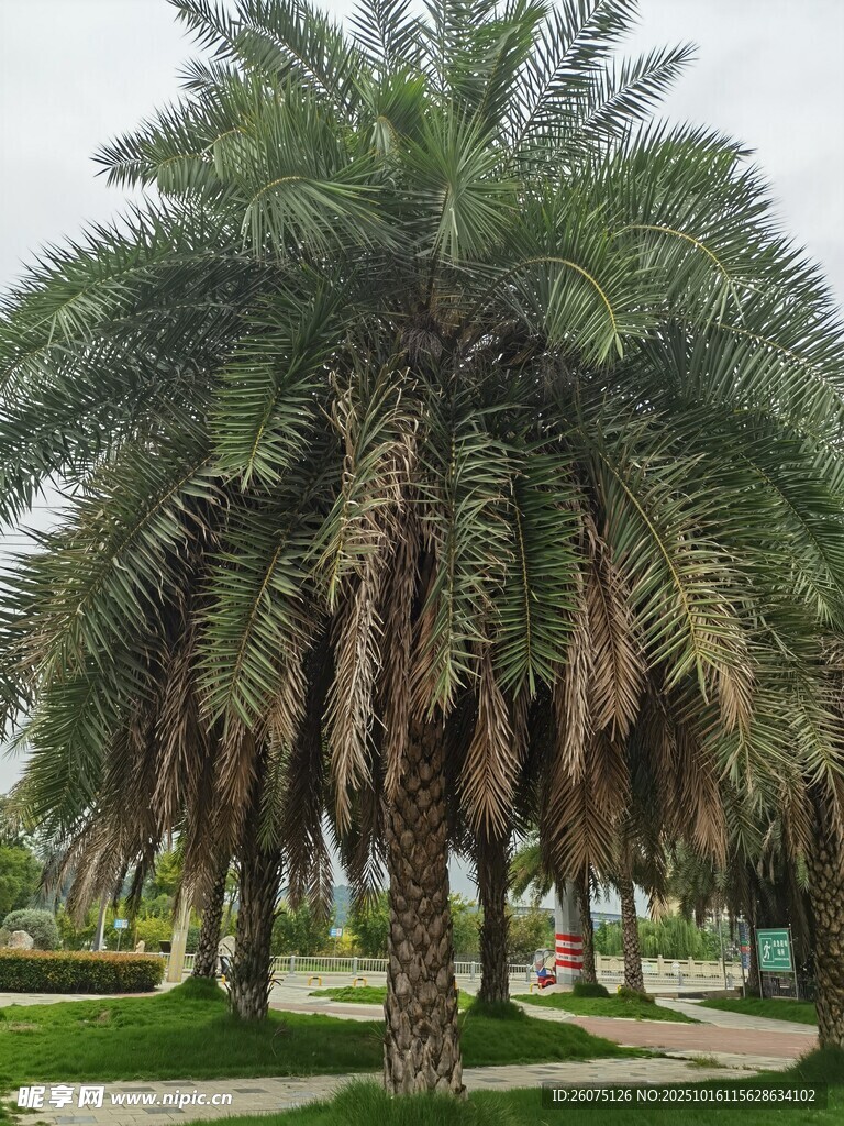户外高大的棕榈树景观