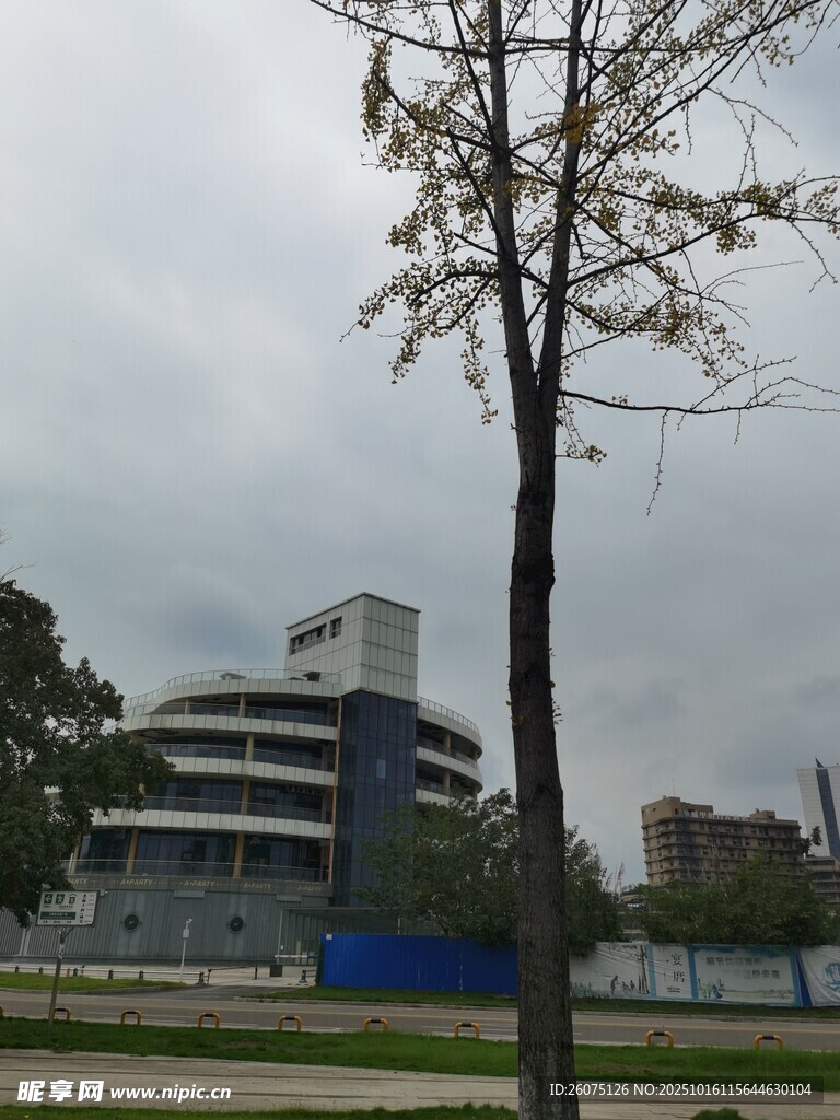 现代建筑旁的孤树