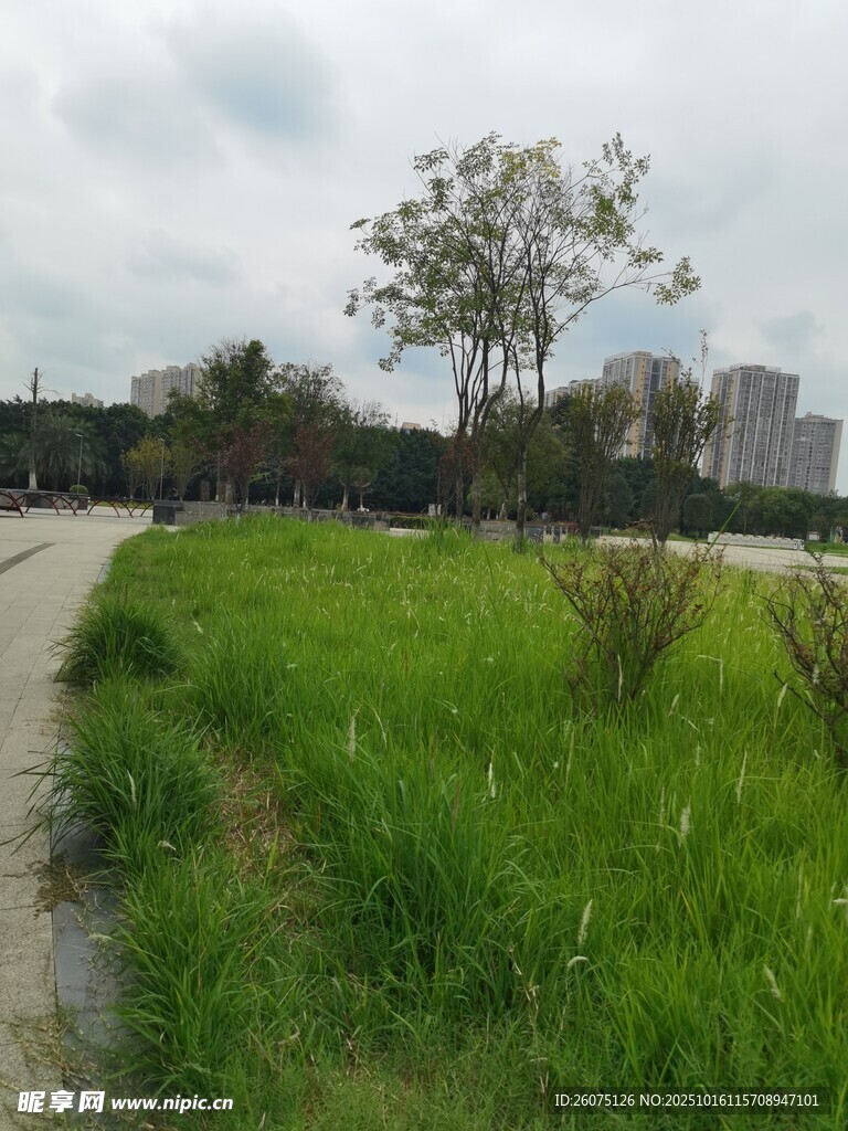 郊外小径旁的葱郁草地