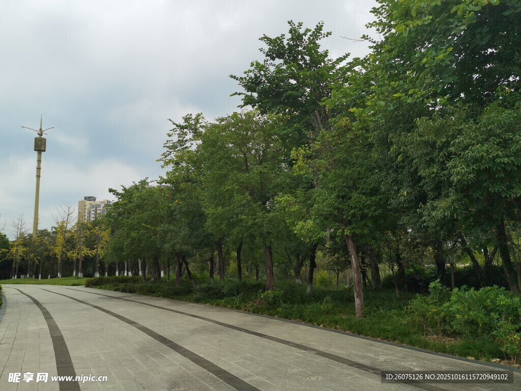 林荫步道城市中的静谧一角