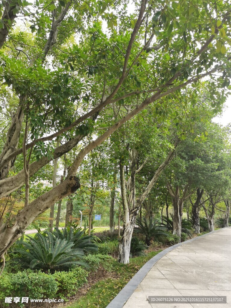 林荫小道绿意盎然的景致