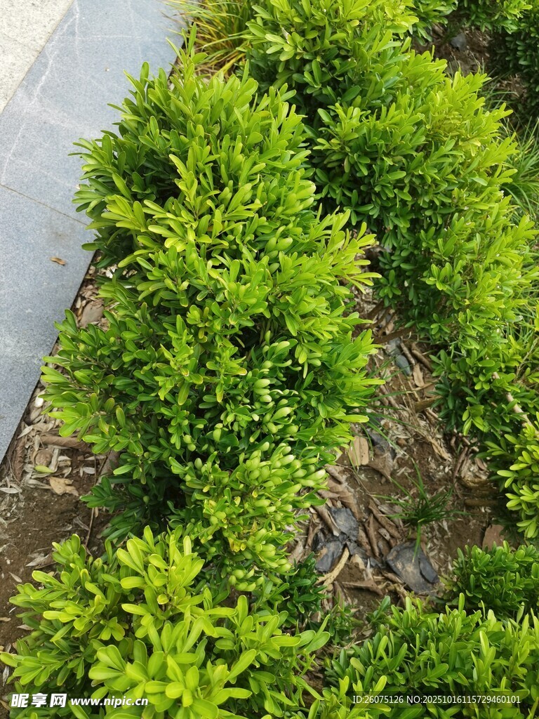 翠绿灌木景观