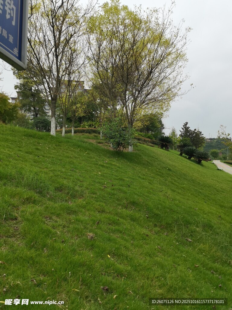 绿意盎然的户外斜坡景观