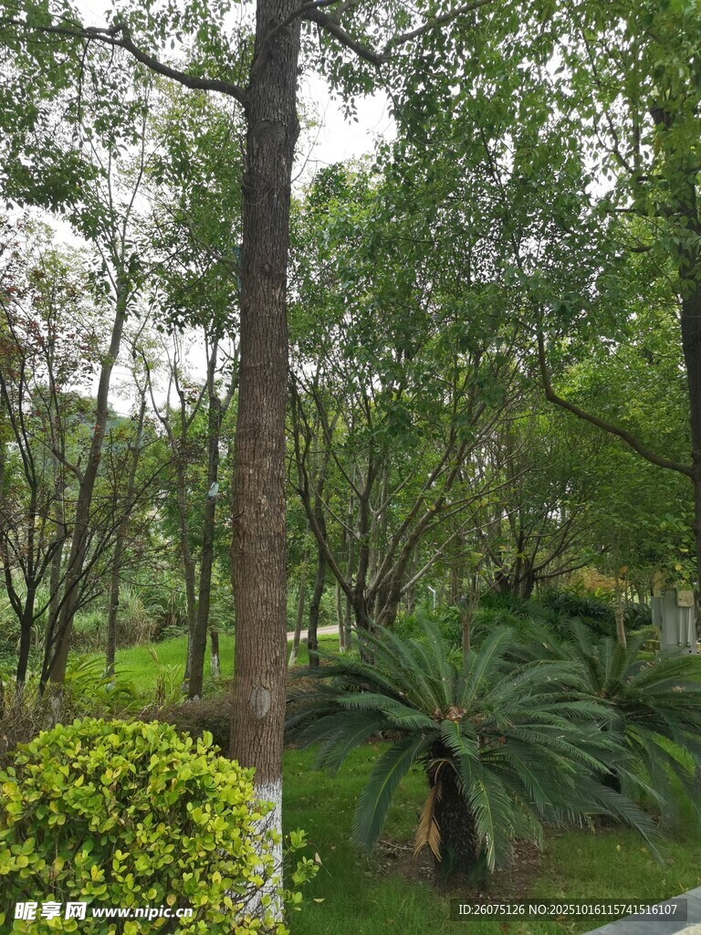 绿意盎然的林间景致