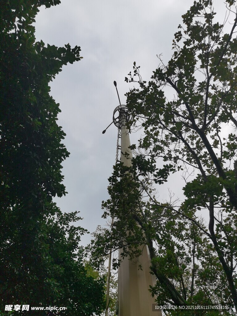 林间树木与朦胧天空