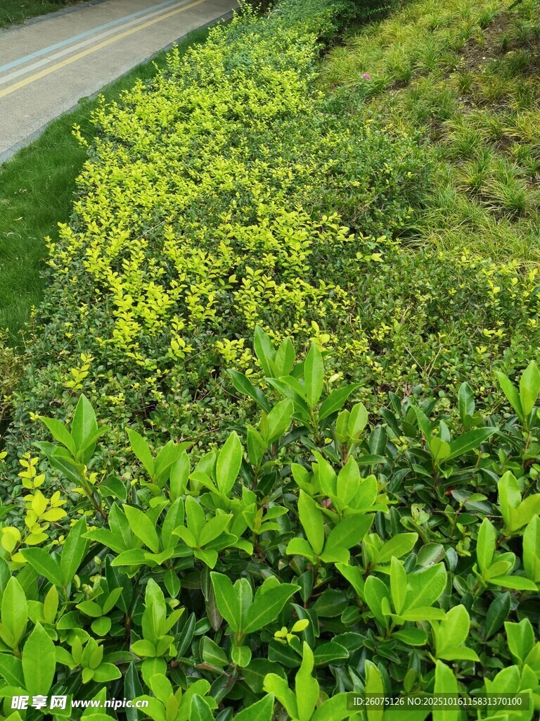 路边翠绿繁茂的植物景观