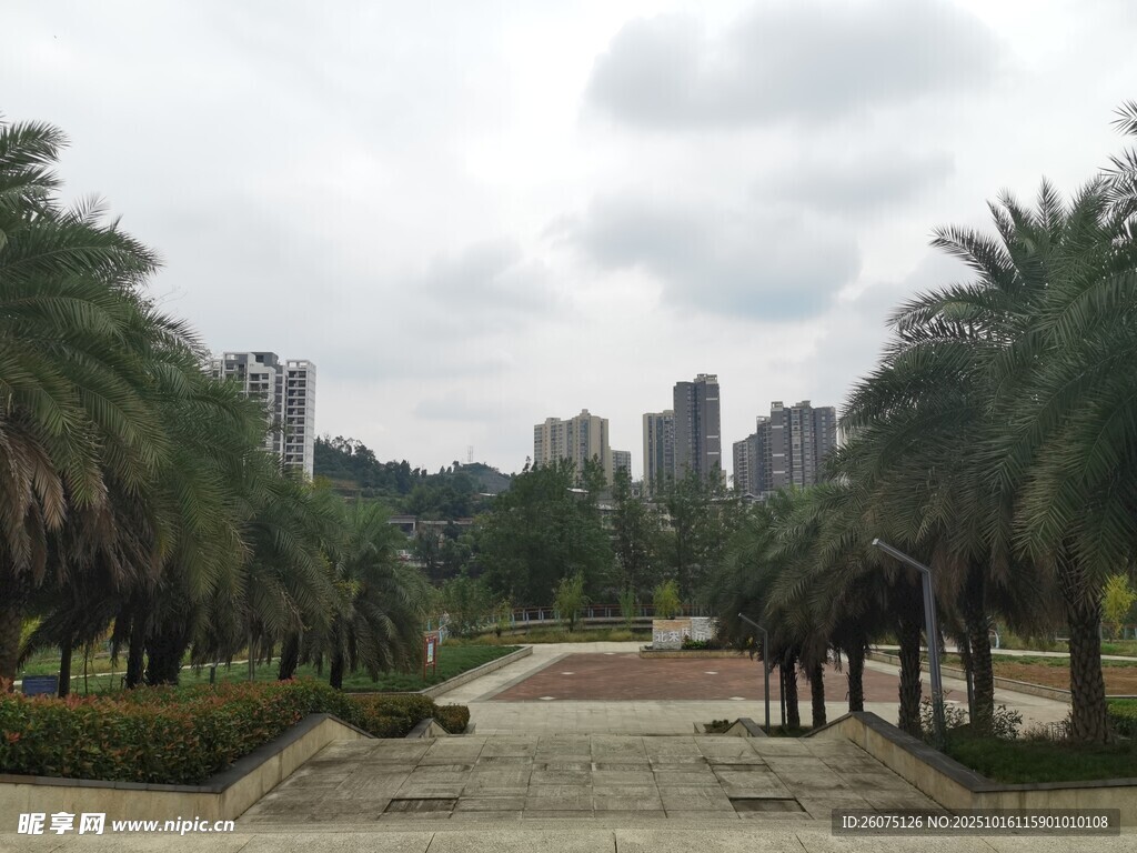 城市中的静谧林荫景观