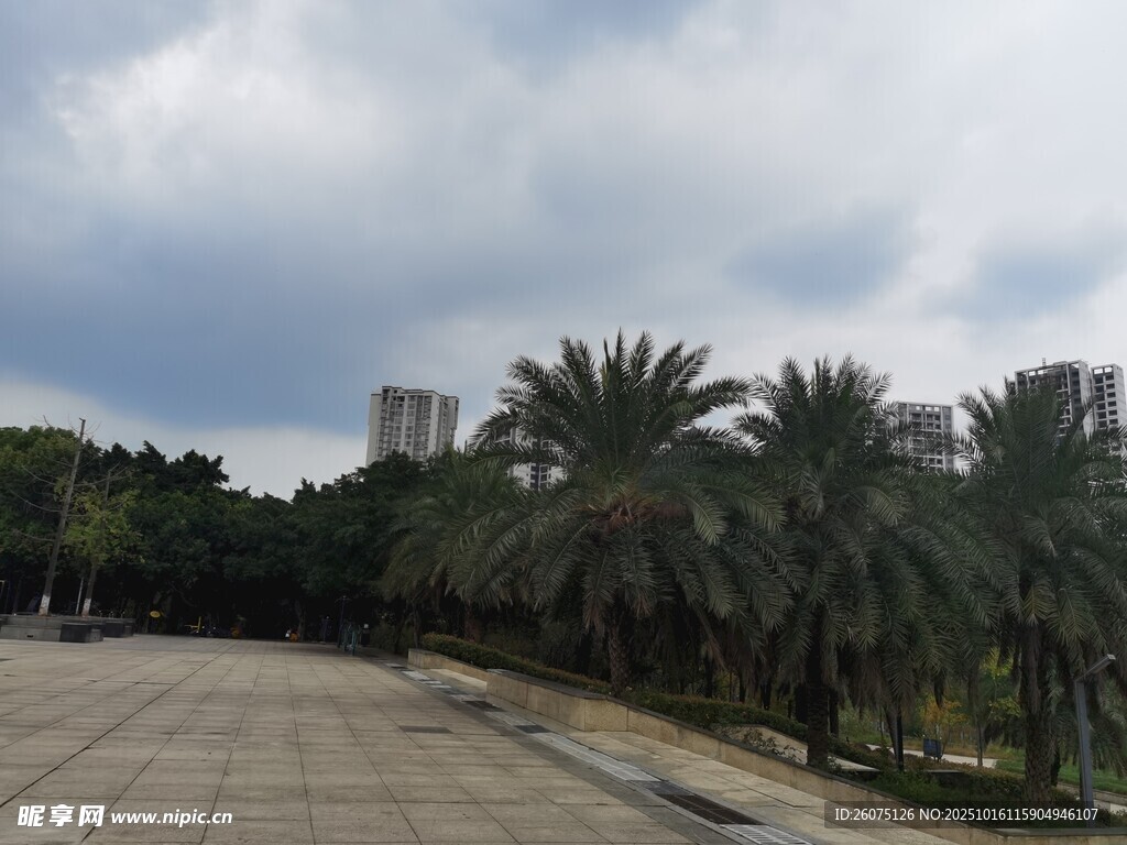 公园中的开阔广场与棕榈树