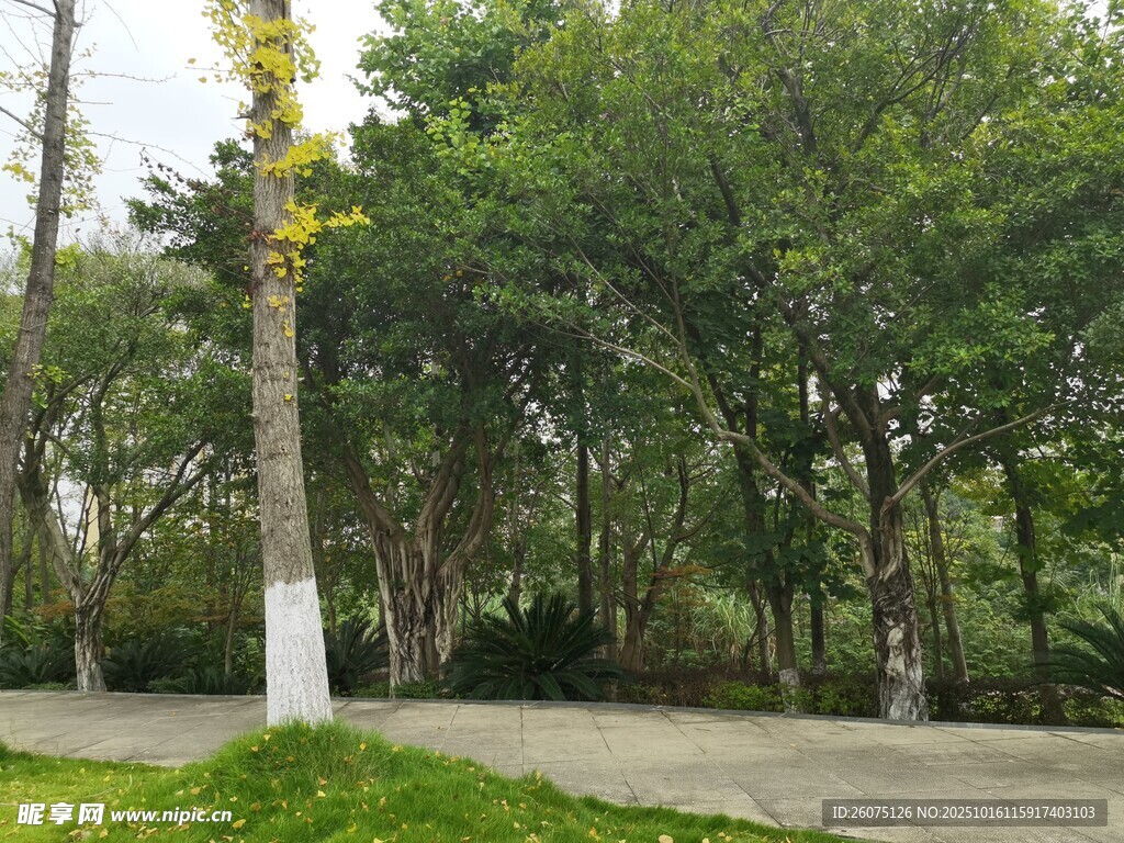 林间小道旁的葱郁树木