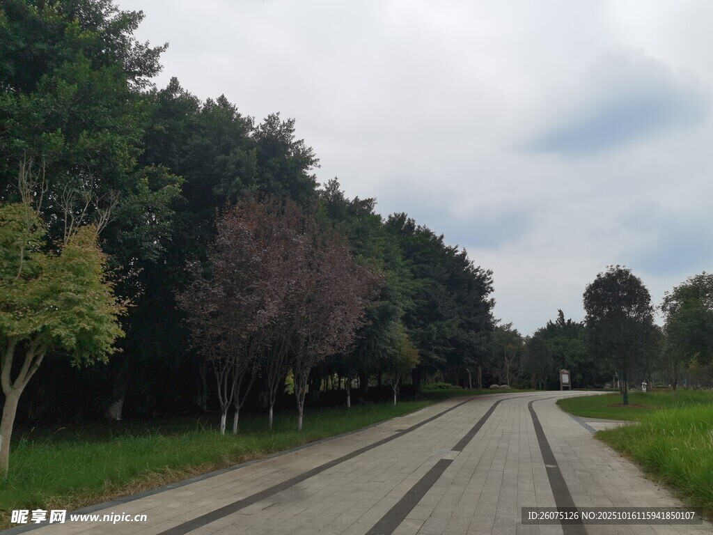 林间开阔道路风景