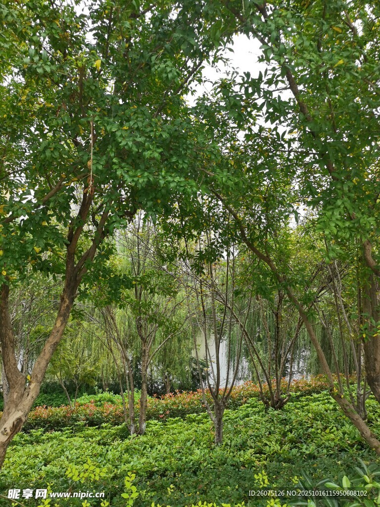 绿意盎然的林间景观