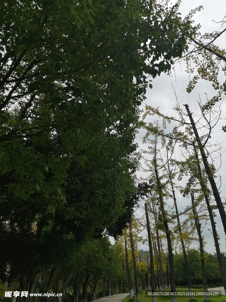 林间绿意盎然的静谧小路