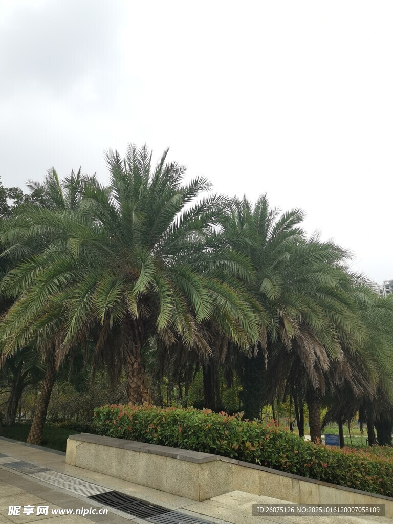 道路旁的高大棕榈树景观