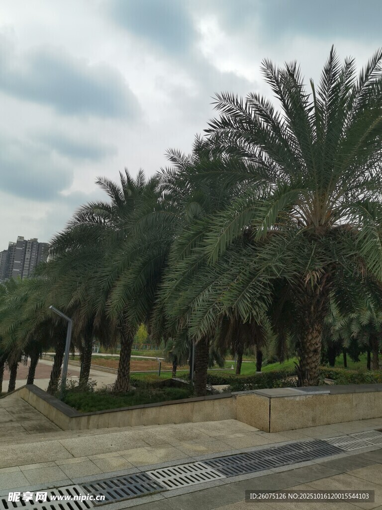 道路旁的高大棕榈树景观