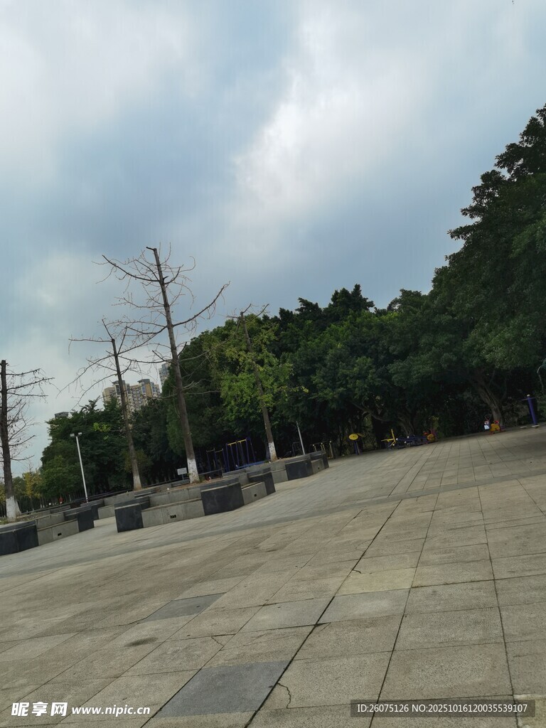 空旷广场与周边绿树景观