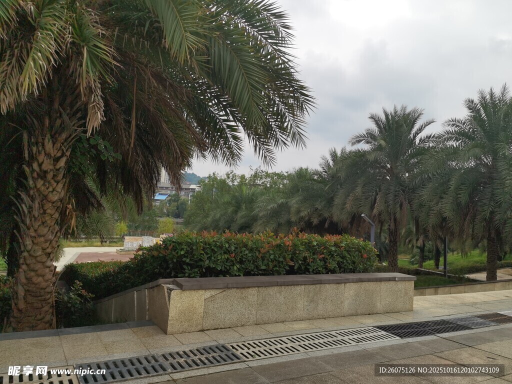 户外棕榈树景观