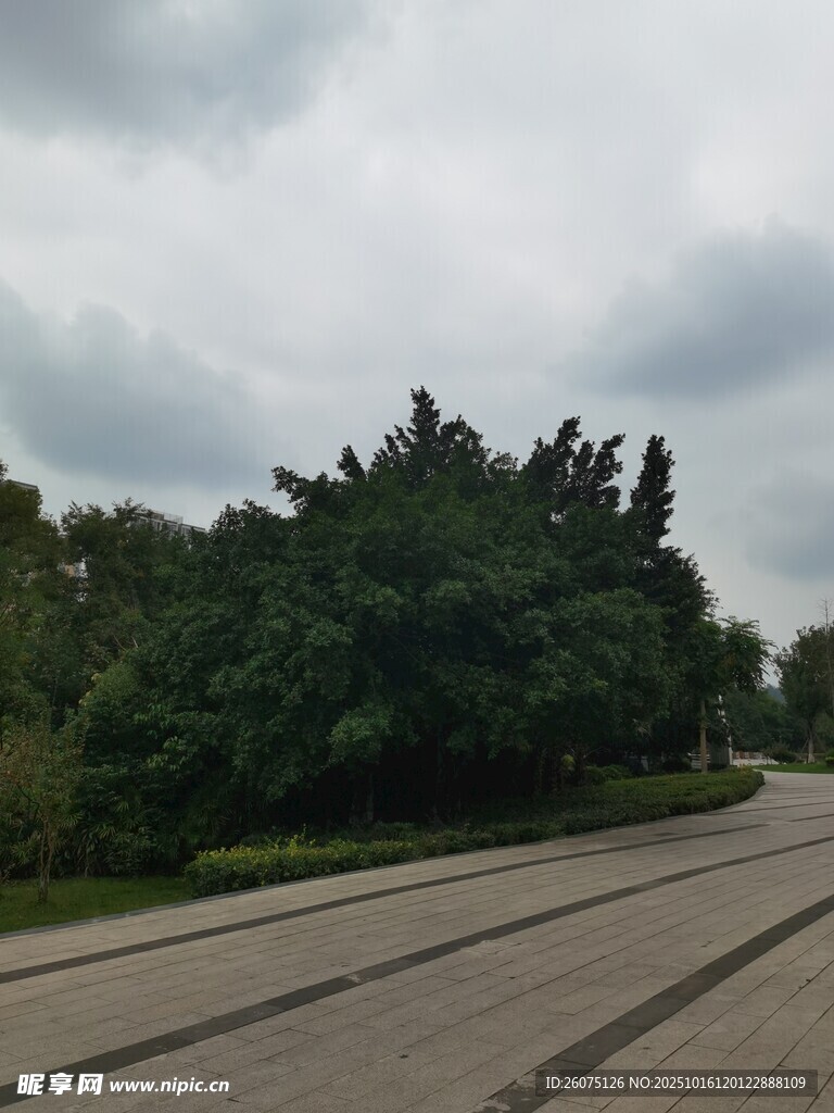 阴天的道路与茂密树林