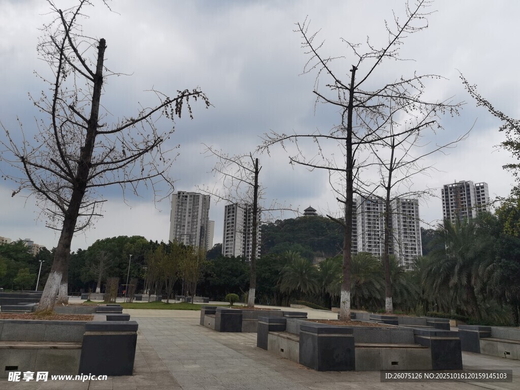 城市公园中的光秃树木景观