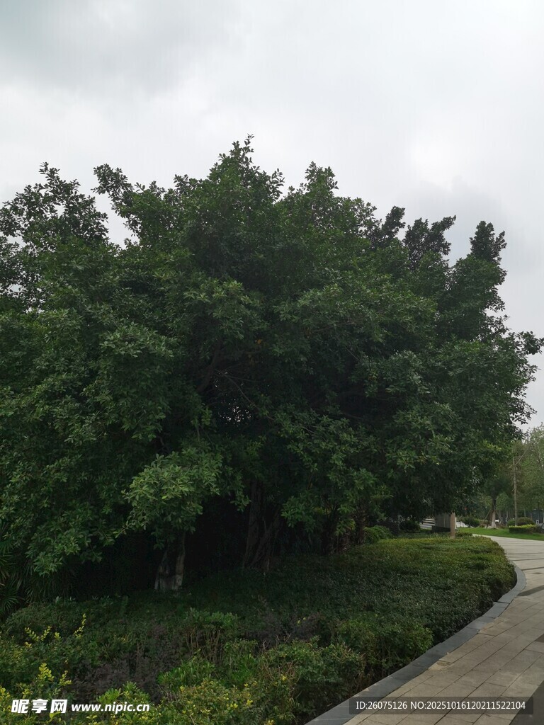 路边葱郁大树与绿植景观